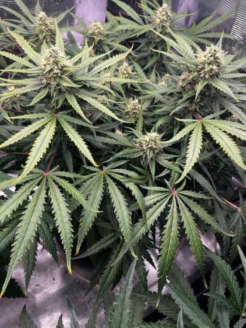 Blue Dream Auto. Week 7