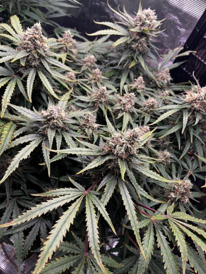 Blue Dream #42. Week 8
