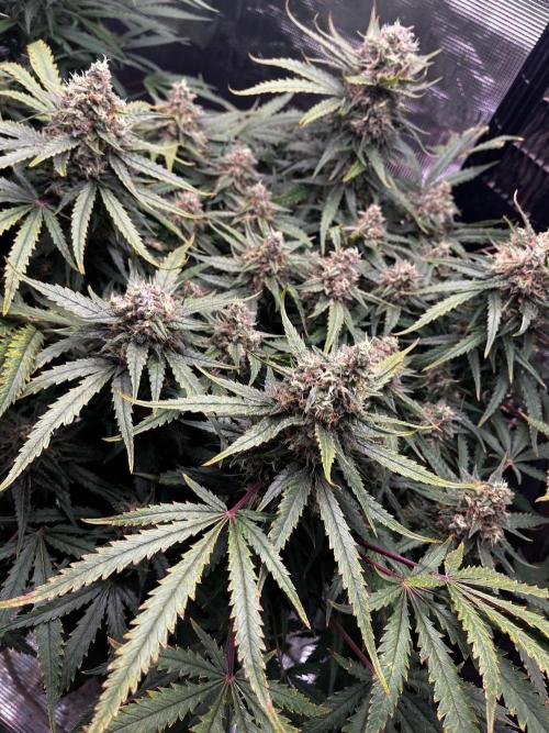 Blue Dream Auto. Week 8