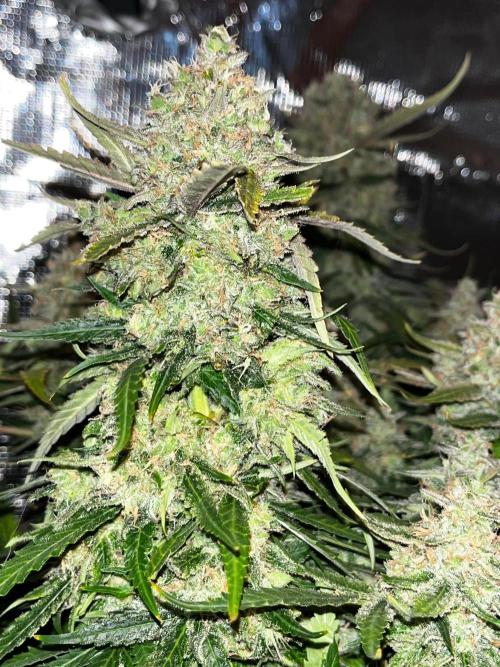 Blue Dream #42. Week 9
