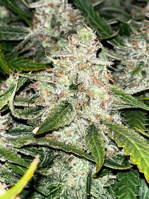 Blue Dream #42. Week 9