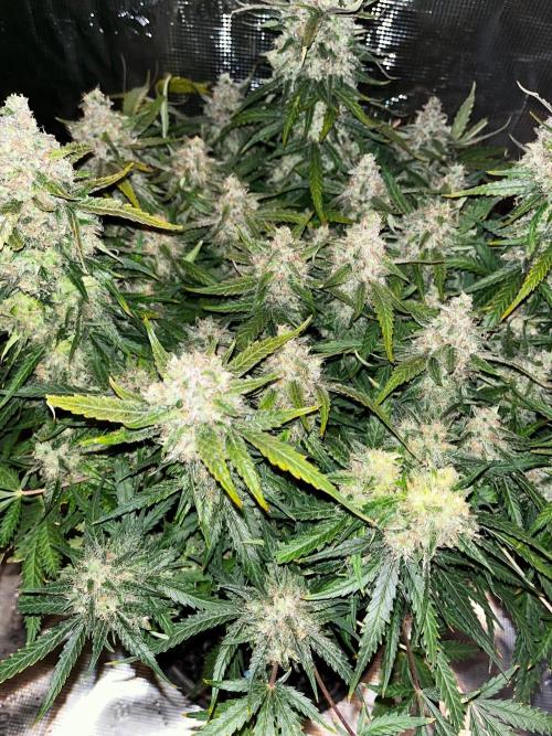 Blue Dream #42. Week 9