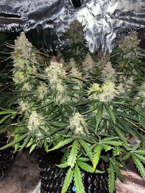 Blue Dream #42. Week 9