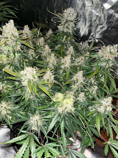 Blue Dream Auto. Week 9