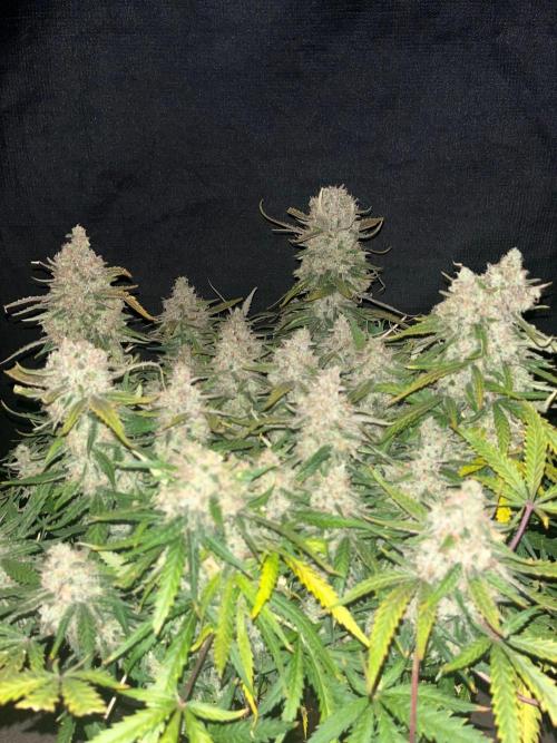Blue Dream #42. Week 10