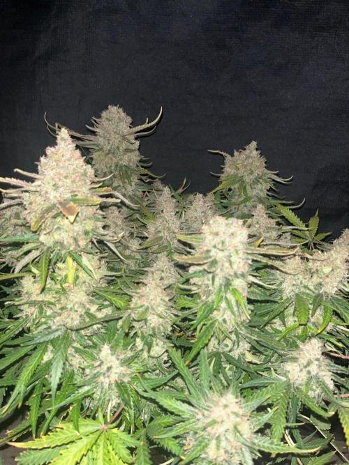 Blue Dream #42. Week 10
