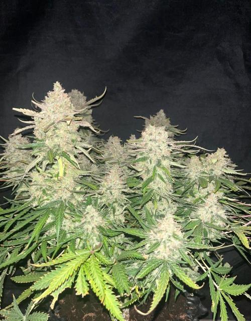 Blue Dream #42. Week 10