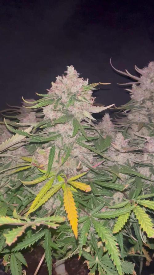 Blue Dream Auto. Week 10