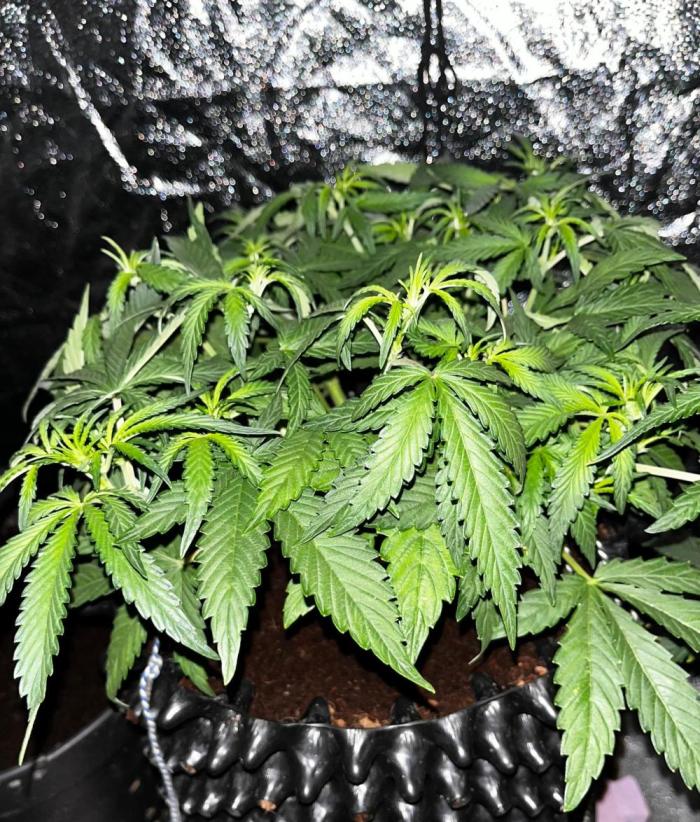 Apricot. Week 1