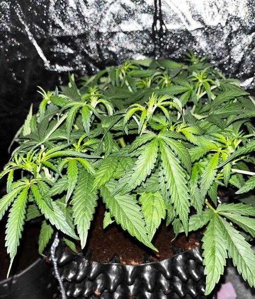 Apricot Auto. Week 1
