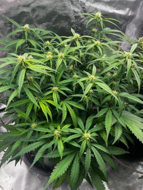 Apricot Auto. Week 2