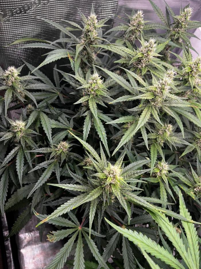 Apricot. Week 3