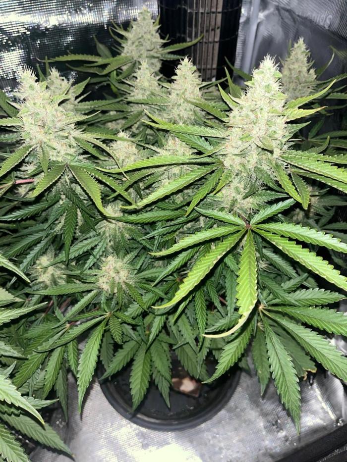 Apricot. Week 4