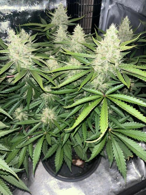 Apricot Auto. Week 4