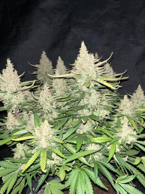 Apricot. Week 5