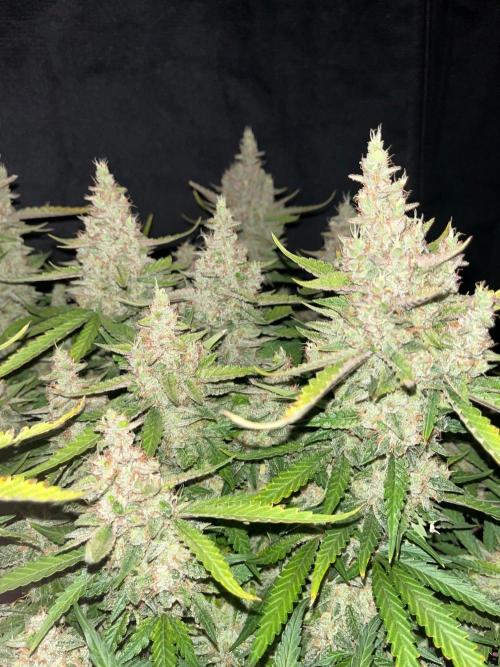 Apricot. Week 5