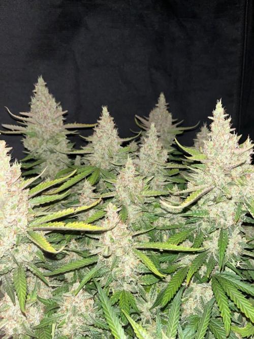 Apricot. Week 5