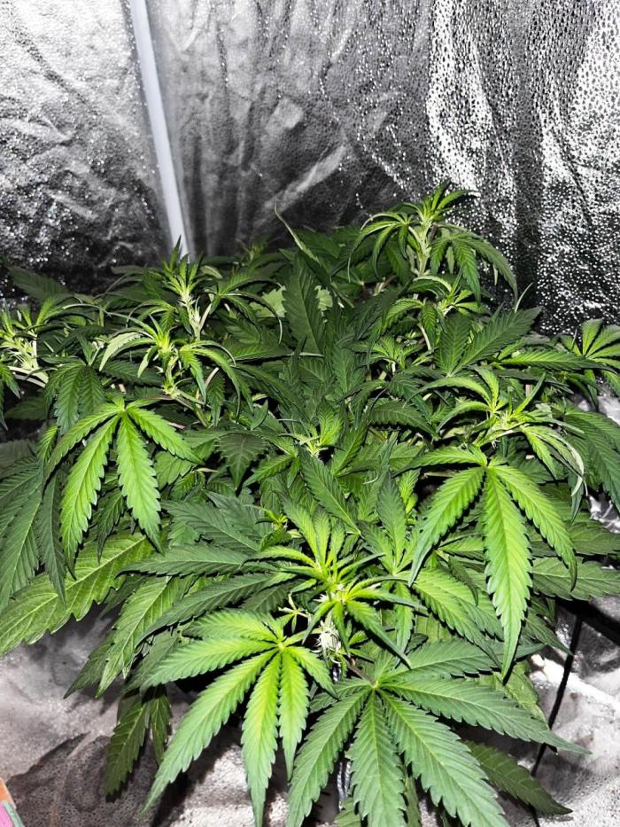 Apricot #2. Week 4