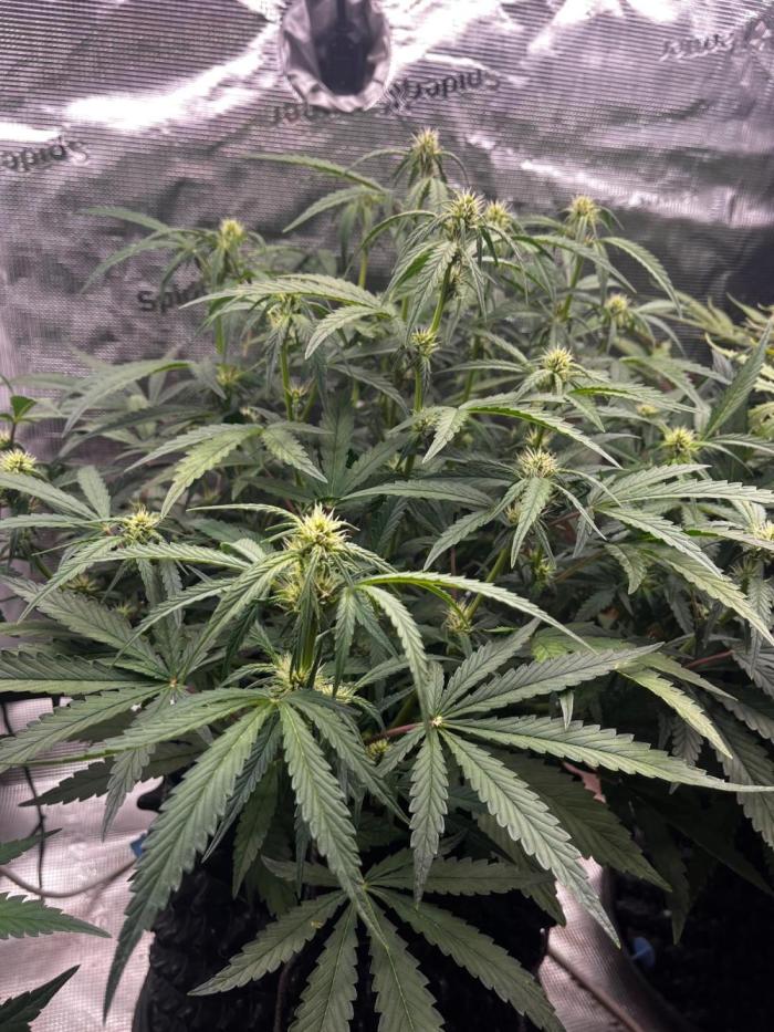 Apricot #2. Week 5