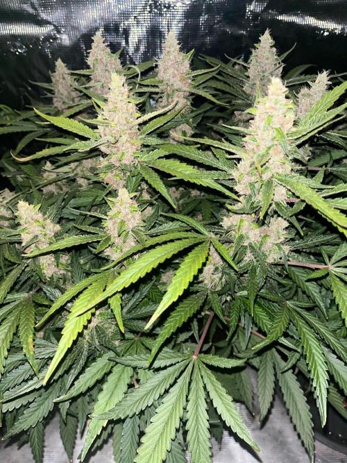 Apricot Auto. Week 7