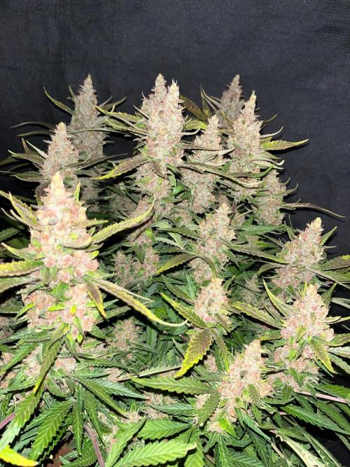 Apricot #2. Week 8