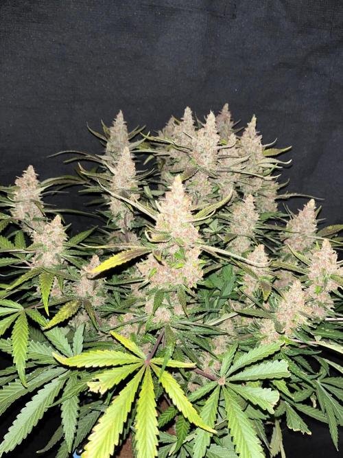 Apricot #2. Week 8