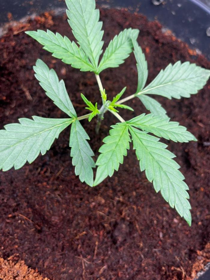 Gorilla Z. Week 2