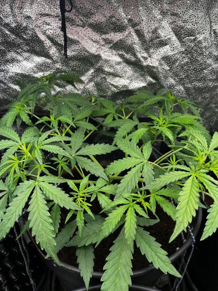 Gorilla Z. Week 4