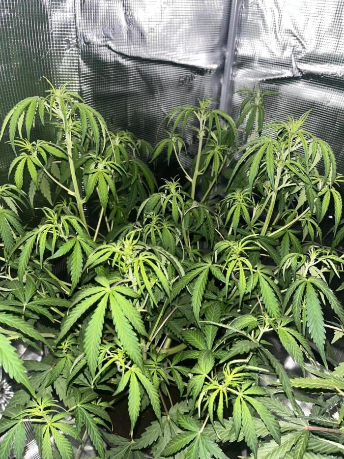 Gorilla Z. Week 5