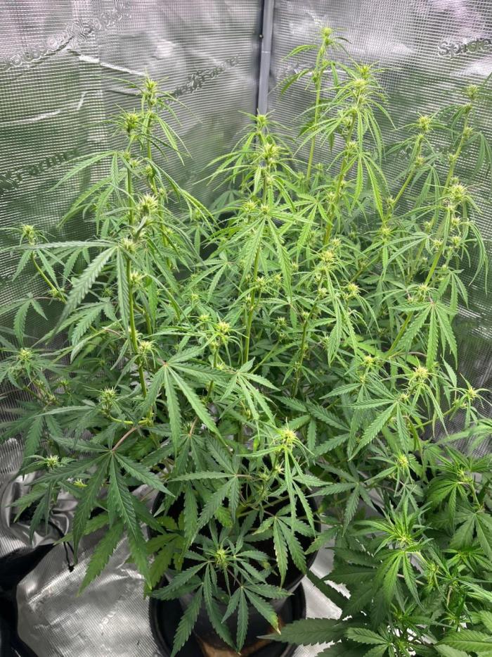 Gorilla Z. Week 6