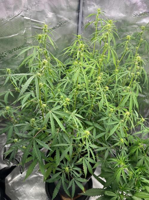Gorilla Z Auto. Week 6