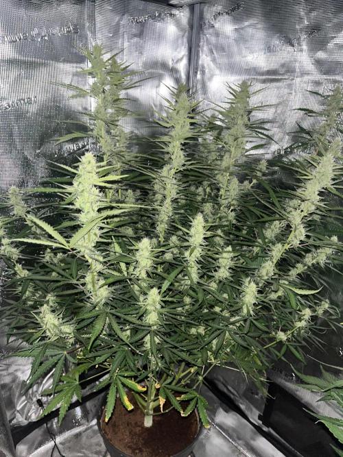 Gorilla Z Auto. Week 7
