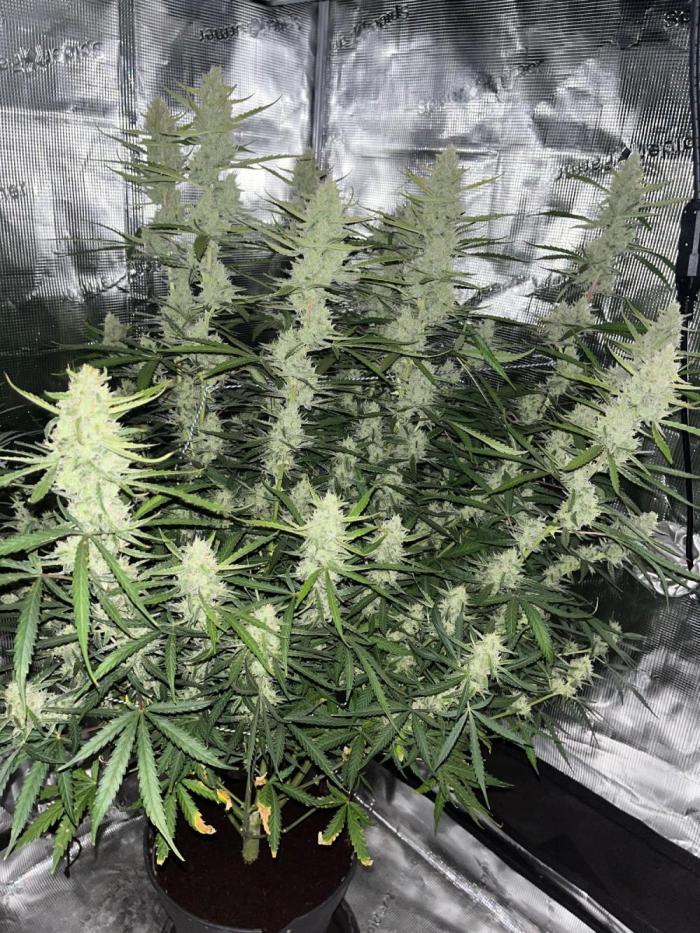 Gorilla Z. Week 8