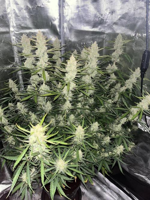 Gorilla Z Auto. Week 9