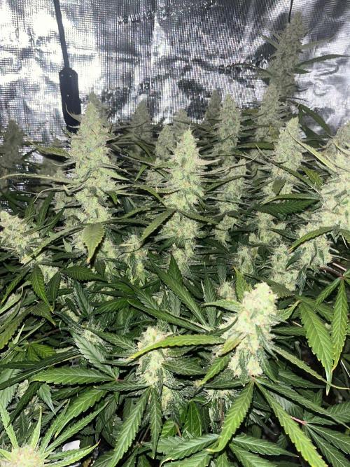 Gorilla Z Auto. Week 9