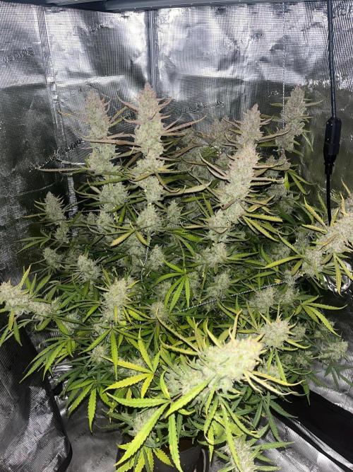 Gorilla Z. Week 10