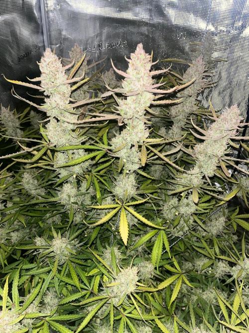 Gorilla Z. Week 10