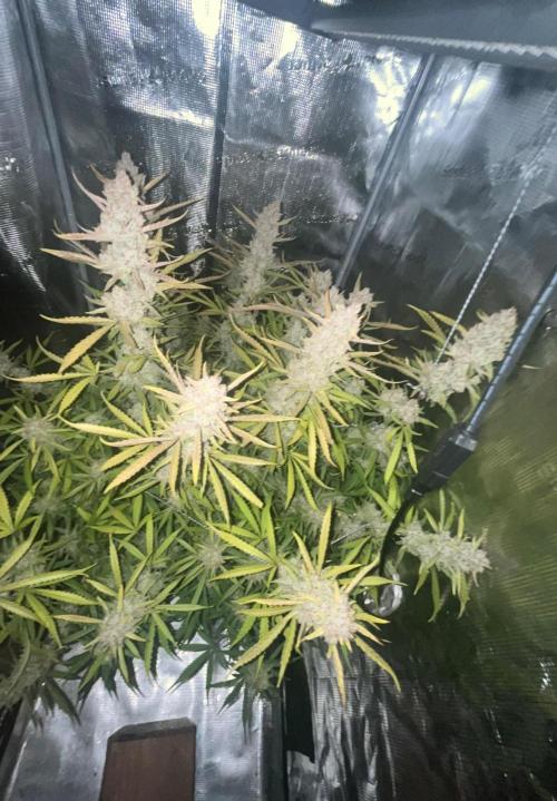Gorilla Z. Week 10