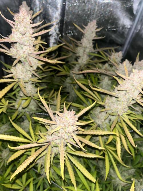 Gorilla Z. Week 10