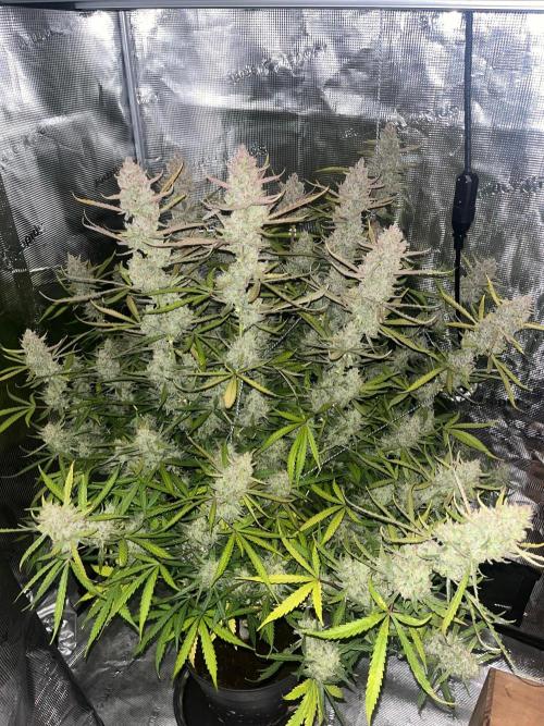 Gorilla Z. Week 10