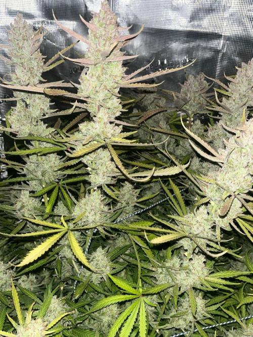 Gorilla Z. Week 10