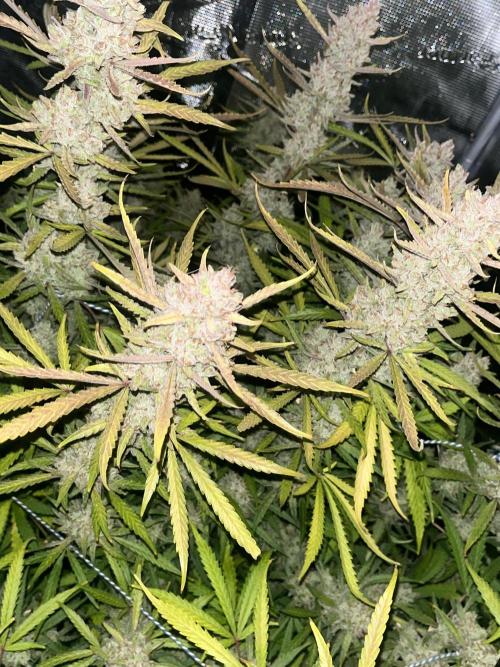 Gorilla Z. Week 10