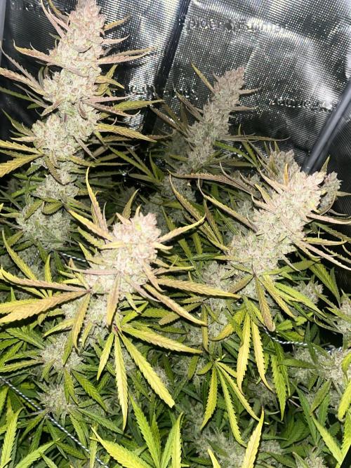 Gorilla Z. Week 10