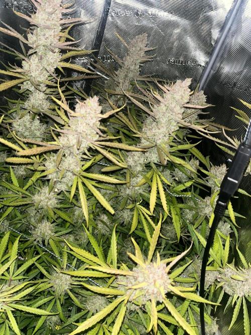 Gorilla Z. Week 10