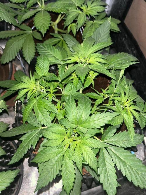 Cherry Cola Auto. Week 3