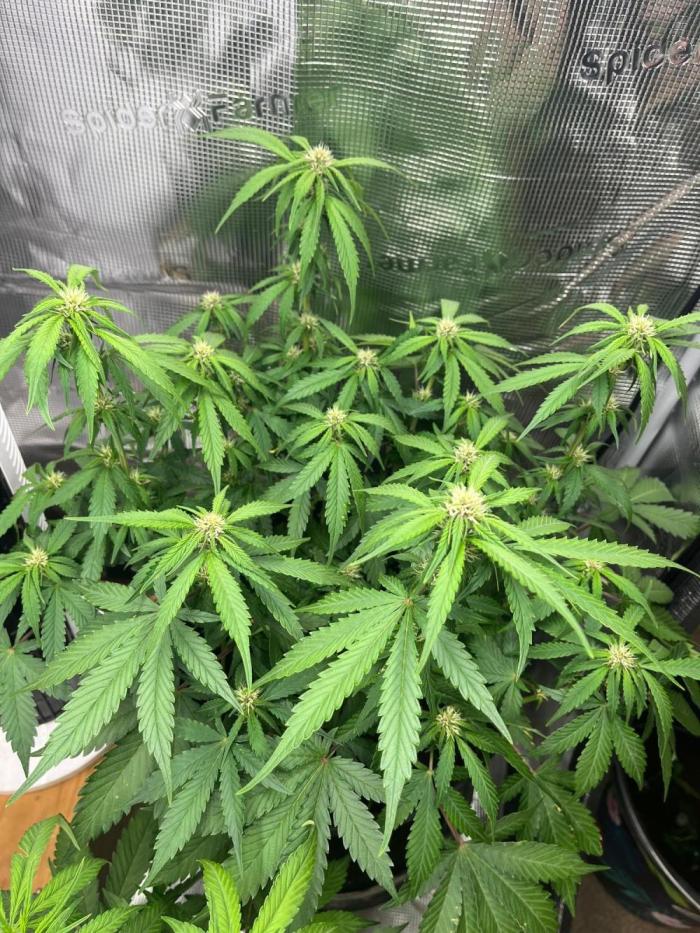 Cherry Cola. Week 4