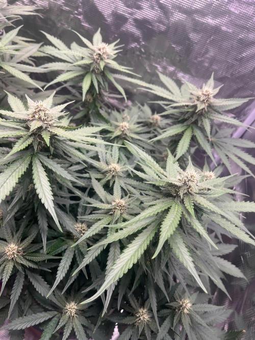 Cherry Cola Auto. Week 5