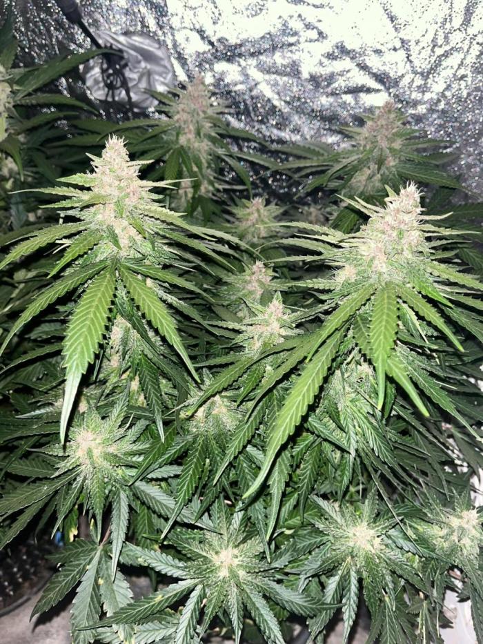 Cherry Cola. Week 6