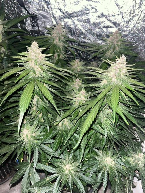 Cherry Cola Auto. Week 6