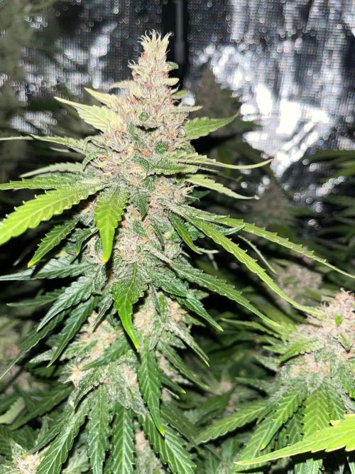 Cherry Cola. Week 7